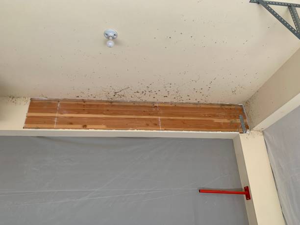 Best Mold Removal for HVAC Installations  in Mountain City, GA