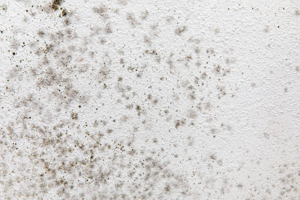 Trusted Mountain City, GA Mold Removal Experts