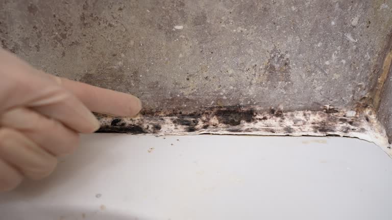 Best Mold Remediation for Rental Properties  in Mountain City, GA